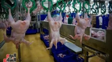 قفزة تاريخية.. المنصورة للدواجن تتصدر البورصة لأول مرة بعد صفقة مستقبل مصر 1